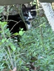 Found/Stray Unknown Cat last seen Behind Donna’s cafe in Hudson , Hudson, NC 28638