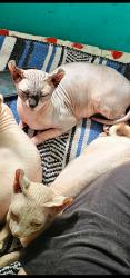 Lost Male Cat last seen Chery lane and Cole road , Amelia, OH 45102
