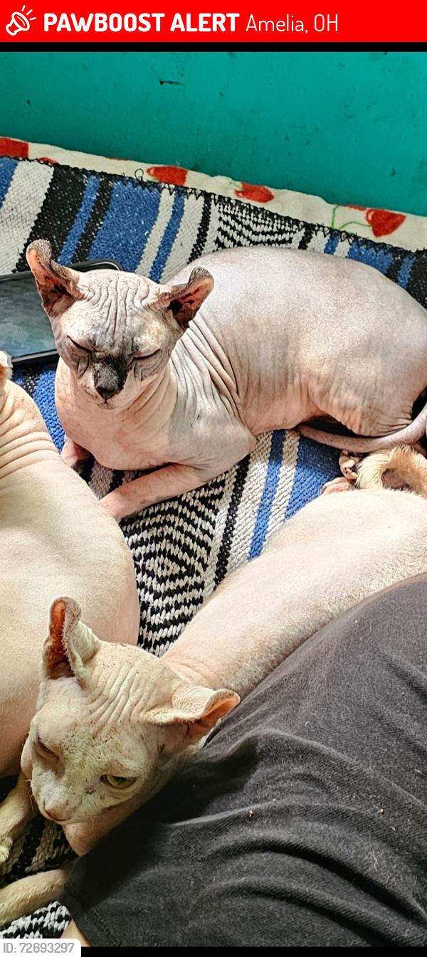 Lost Male Cat last seen Chery lane and Cole road , Amelia, OH 45102