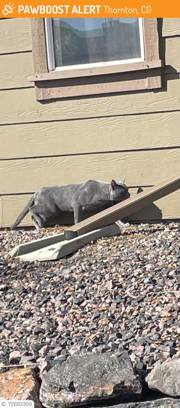 Found/Stray Unknown Cat last seen Washington St and 102nd, Thornton, CO 80229