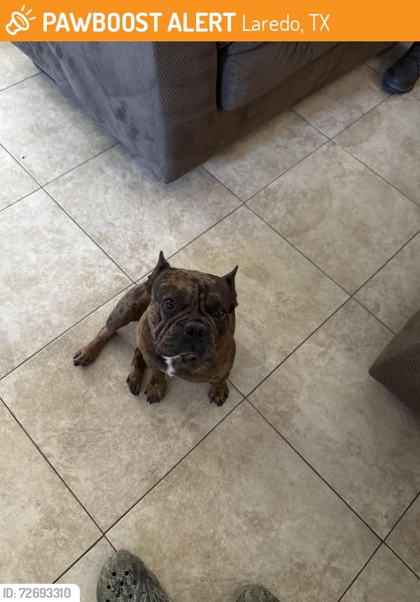 Found/Stray Male Dog last seen Borchers Elementary School , Laredo, TX 78045