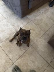 Found/Stray Male Dog last seen Borchers Elementary School , Laredo, TX 78045