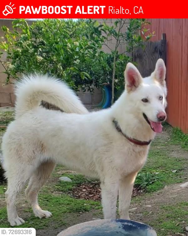 Lost Female Dog last seen Tudor, Rialto, CA 92376