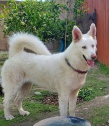 Lost Female Dog last seen Tudor, Rialto, CA 92376