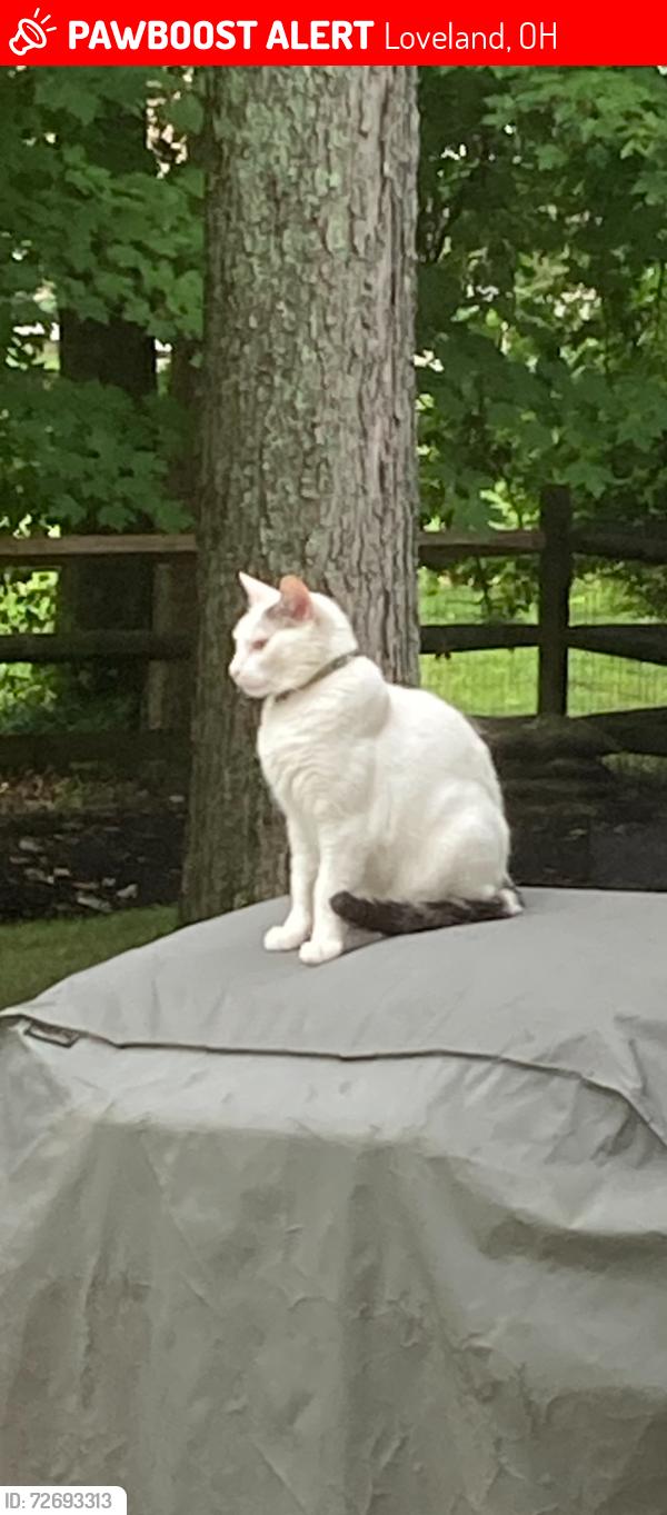 Lost Male Cat last seen Stockton Drive Loveland , Loveland, OH 45140