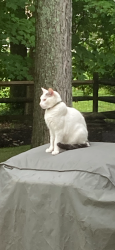 Lost Male Cat last seen Stockton Drive Loveland , Loveland, OH 45140