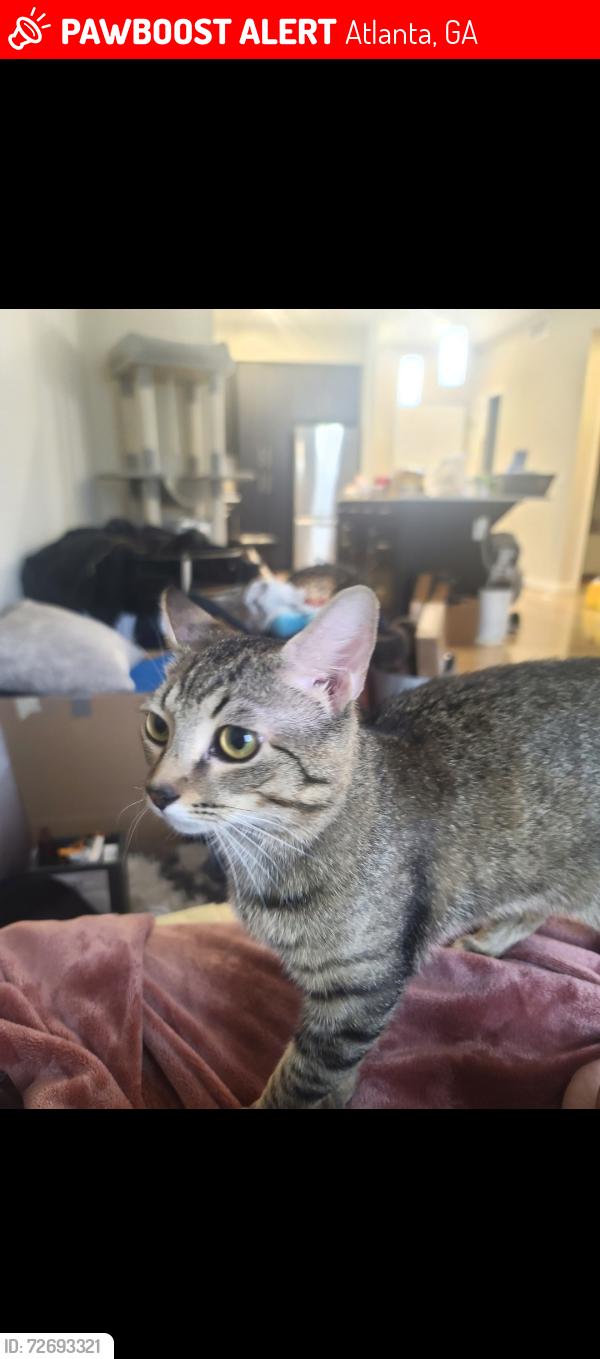 Lost Male Cat last seen Marietta Blvd, Moores Mill, Bolton rd, Atlanta, GA 30318