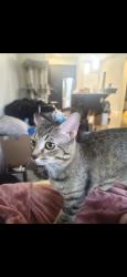 Lost Male Cat last seen Marietta Blvd, Moores Mill, Bolton rd, Atlanta, GA 30318