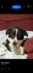Lost Female Dog last seen Near or 315, Florence, AL 35632