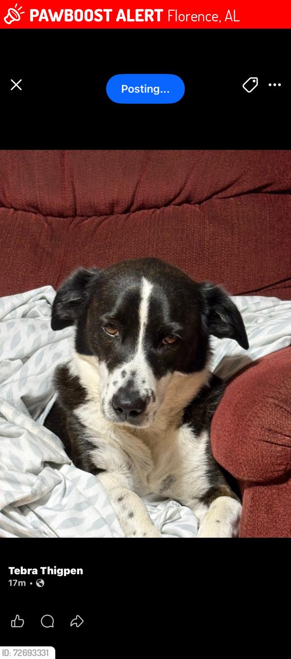 Lost Female Dog last seen Near or 315, Florence, AL 35632