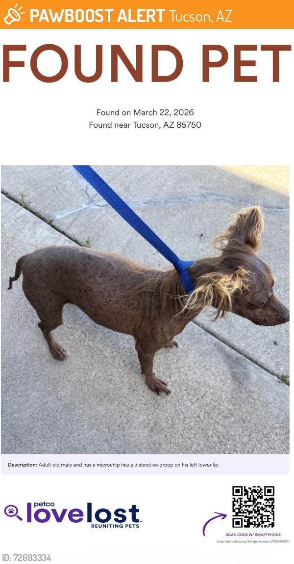 Found/Stray Male Dog last seen Whitehurst place, Tucson, AZ 85750