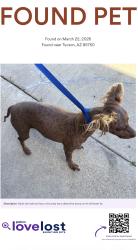 Found/Stray Male Dog last seen Whitehurst place, Tucson, AZ 85750