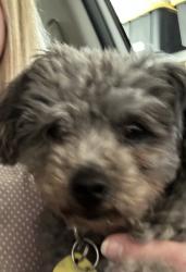Found/Stray Female Dog last seen Robinsville Ct, College Station, TX 77845