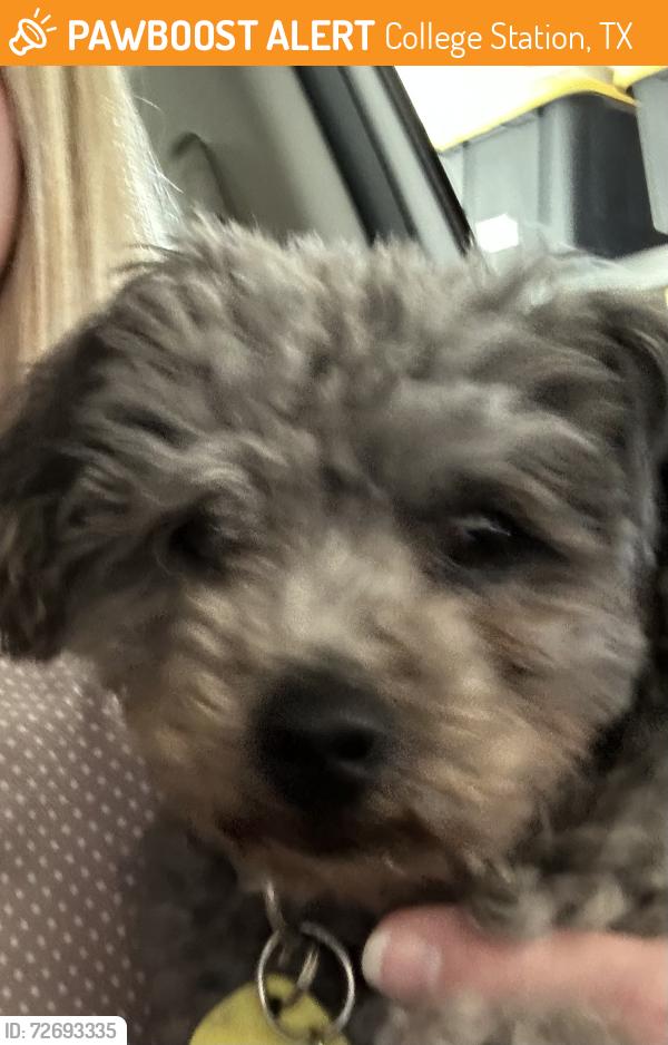 Found/Stray Female Dog last seen Robinsville Ct, College Station, TX 77845