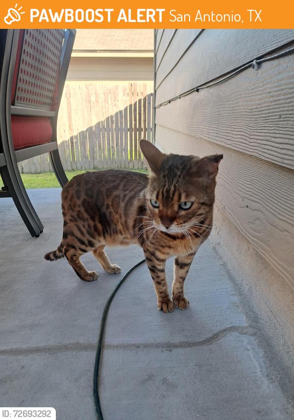 Found/Stray Male Cat last seen Sierra Sunset Woodlake Parkway, San Antonio, TX 78109