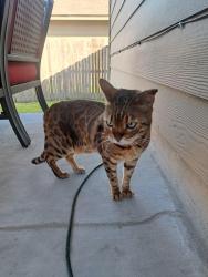Found/Stray Male Cat last seen Sierra Sunset Woodlake Parkway, San Antonio, TX 78109