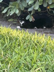 Found/Stray Male Cat last seen Near nw 21st ct Coral Springs Florida , across the street in bushes. , Coral Springs, FL 33071
