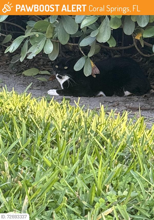 Found/Stray Male Cat last seen Near nw 21st ct Coral Springs Florida , across the street in bushes. , Coral Springs, FL 33071