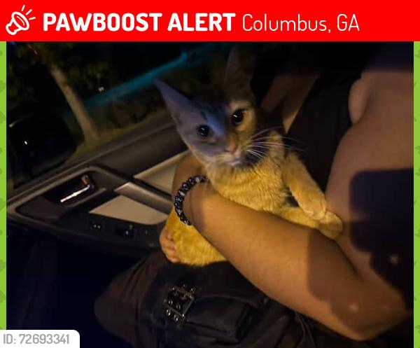 Lost Female Cat last seen The Airport , Columbus, GA 31909