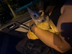 Lost Female Cat last seen The Airport , Columbus, GA 31909
