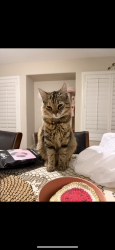 Lost Female Cat last seen Heritage Park, Chula Vista, CA 91913