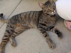 Found/Stray Female Cat last seen Building 5 in the bushes , Savannah, GA 31405