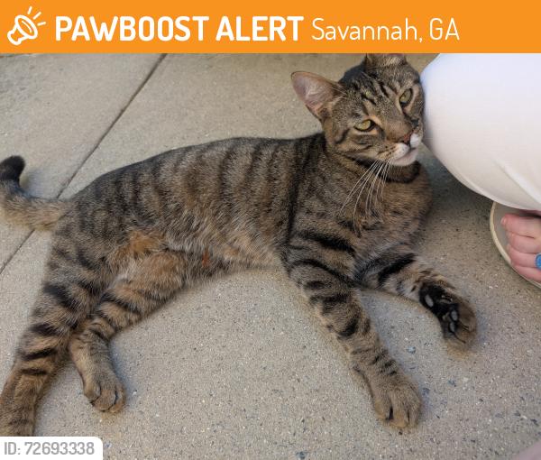 Found/Stray Female Cat last seen Building 5 in the bushes , Savannah, GA 31405