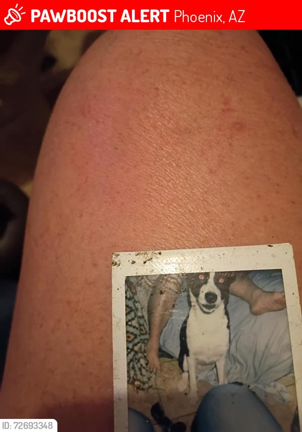 Lost Female Dog last seen Cinnabar cave vreek, Phoenix, AZ 85020