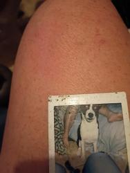 Lost Female Dog last seen Cinnabar cave vreek, Phoenix, AZ 85020