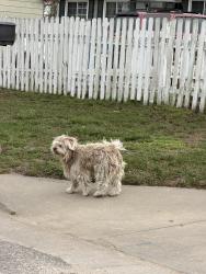 Found/Stray Unknown Dog last seen Seneca and 55th, Wichita, KS 67217