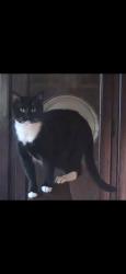 Lost Male Cat last seen Blackjack rd, Argo Margaret rd, summit ridge subdivision , Odenville, AL 35120
