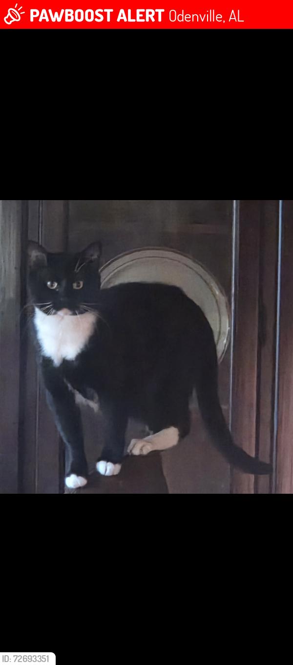 Lost Male Cat last seen Blackjack rd, Argo Margaret rd, summit ridge subdivision , Odenville, AL 35120