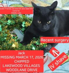 Lost Male Cat last seen Maass Road and Woodlane , Papillion, NE 68133