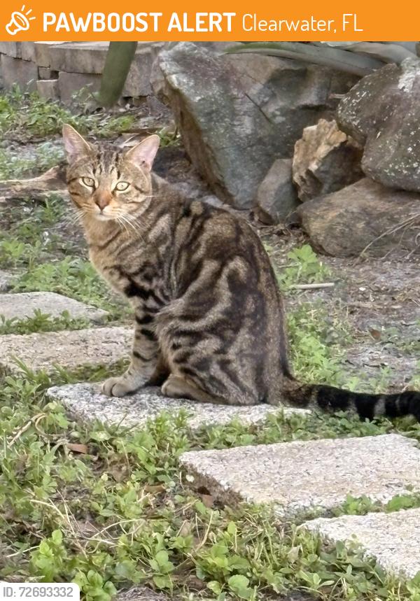 Found/Stray Unknown Cat last seen S Hillcrest Ave and Lime St Clearwater, Florida, Clearwater, FL 33756