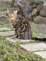 Found/Stray Unknown Cat last seen S Hillcrest Ave and Lime St Clearwater, Florida, Clearwater, FL 33756