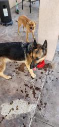 Found/Stray Unknown Dog last seen Upper Valley Rd and Gomez Rd, El Paso, TX 79932