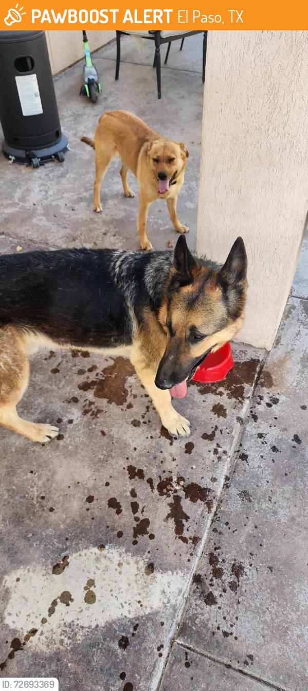 Found/Stray Unknown Dog last seen Upper Valley Rd and Gomez Rd, El Paso, TX 79932