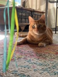 Lost Female Cat last seen Turner and Tucker, Encinitas, CA 92024