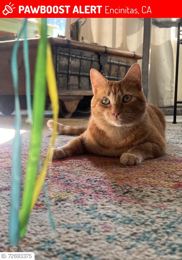 Lost Female Cat last seen Turner and Tucker, Encinitas, CA 92024