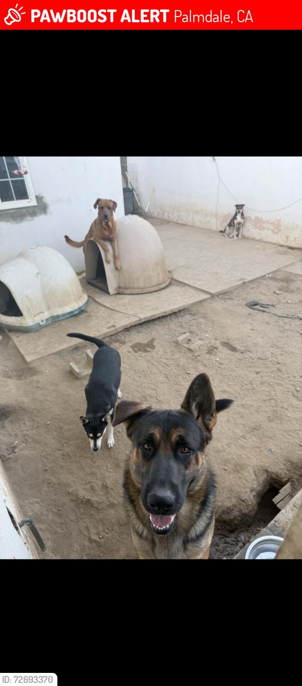 Lost Male Dog last seen Near 10th st e Palmdale 93500, Palmdale, CA 93550