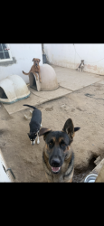 Lost Male Dog last seen Near 10th st e Palmdale 93500, Palmdale, CA 93550