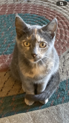 Lost Female Cat last seen Marigold , Lafayette, LA 70506