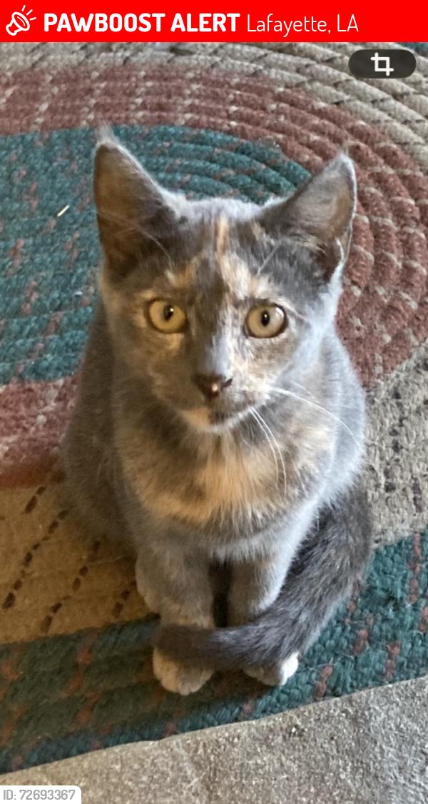 Lost Female Cat last seen Marigold , Lafayette, LA 70506