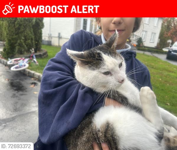 Lost Male Cat last seen Wiltshire drive mapan nj, Manalapan Township, NJ 07726