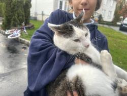 Lost Male Cat last seen Wiltshire drive mapan nj, Manalapan Township, NJ 07726