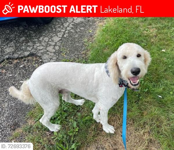 Lost Male Dog last seen Near block of Deeson, Lakeland, FL 33810