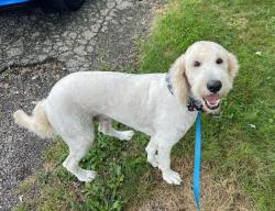 Lost Male Dog last seen Near block of Deeson, Lakeland, FL 33810