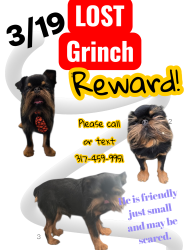 Lost Male Dog last seen Circle k scott stree and meridian pittsboro , Pittsboro, IN 46167