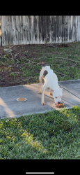 Found/Stray Male Dog last seen Bus lane by Walmart , Miami, FL 33189