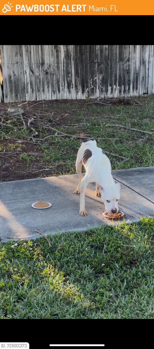 Found/Stray Male Dog last seen Bus lane by Walmart , Miami, FL 33189